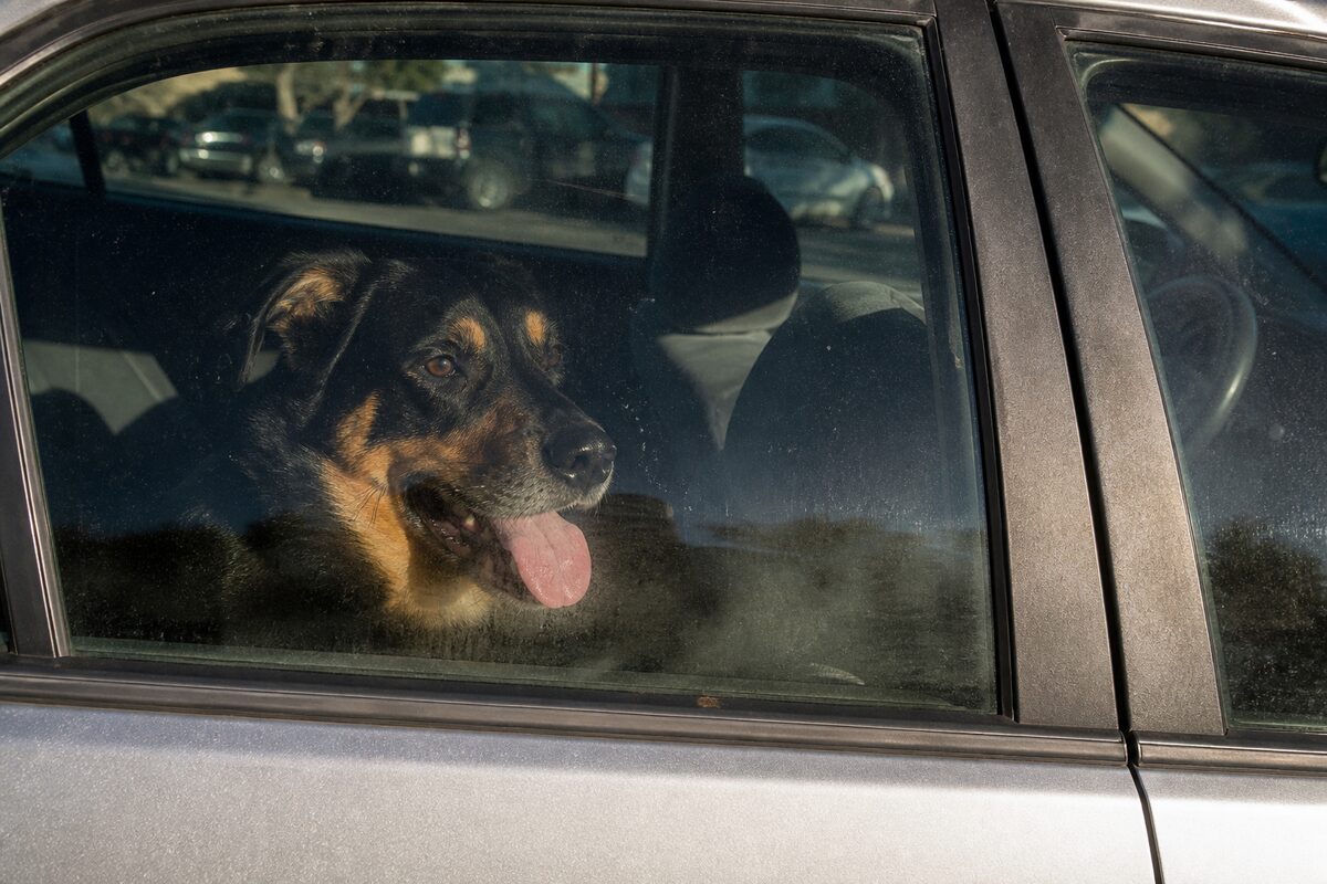 Dog panting heavily behind the closed glass of a parked car