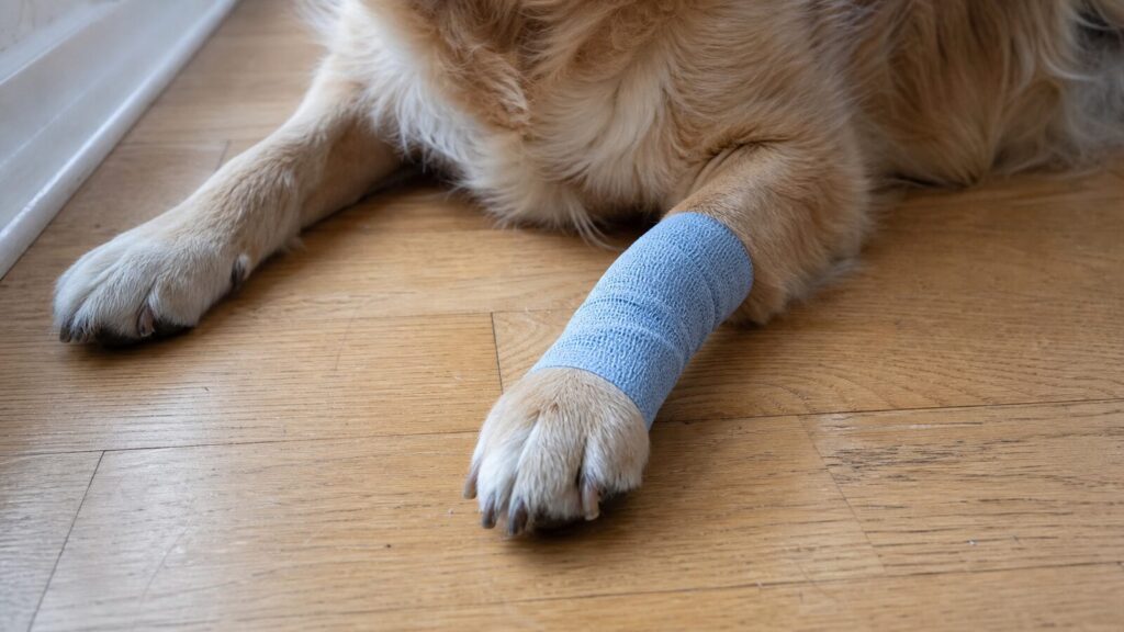 Close-up of a dog's bandaged front paw resting on a wood floor after a wound